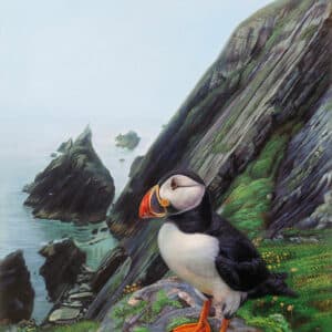 West Kerry Puffin, by Mary McSweeny Painter of Ireland